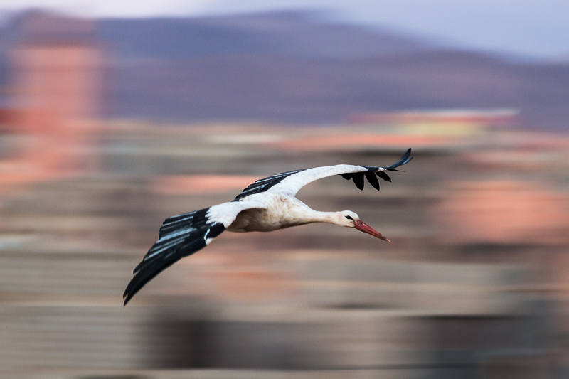 Flying Stork